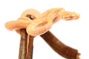 Morelia spilota variegata, albinos